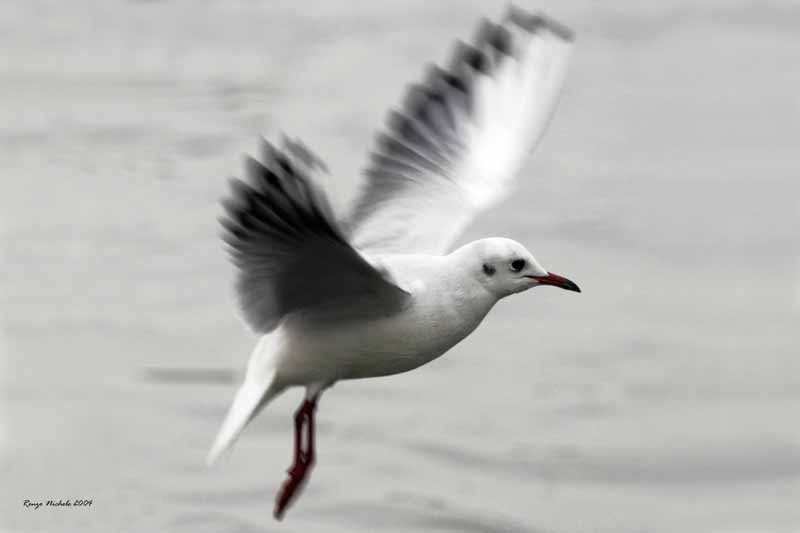 Gabbiano comune / Chroicocephalus (ex Larus) ridibundus in volo